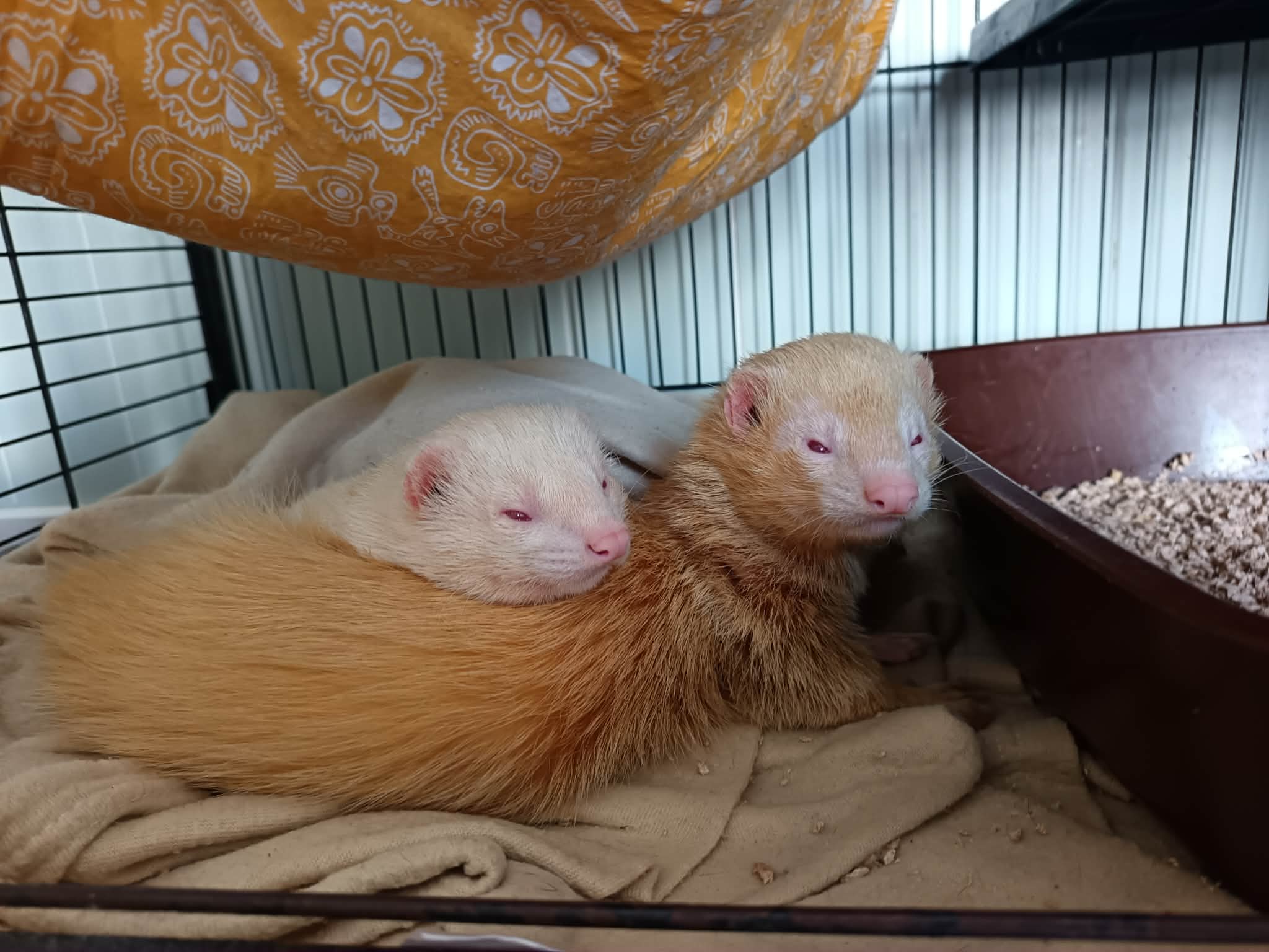 Dino et Bob 1 furets retraités à adopter