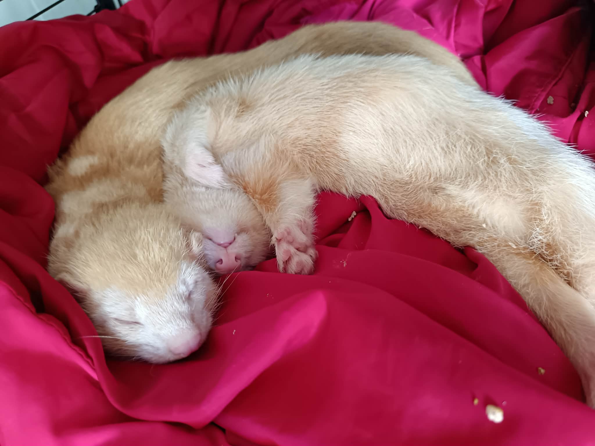 Dino et Bob endormi duo de furets albinos a adopter