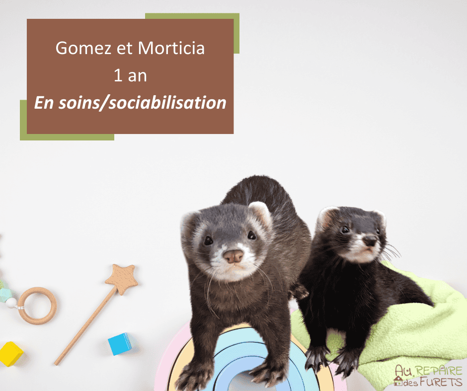 Fiches adoption DUO Gomez et Morticia les furets
