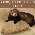 Furet couché sur un plaid, illustration d’un article sur l’odeur forte du furet et comment la réduire