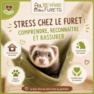 Stress chez le furet : causes, symptômes et solutions