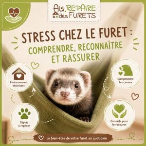 Stress chez le furet : causes, symptômes et solutions